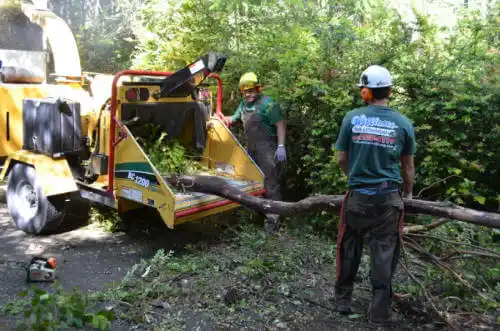 tree services Elverta